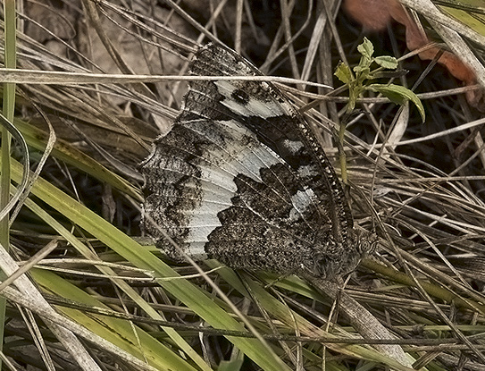 Brintesia ( = Kanetisa) circe   (Nymphalidae Satyrinae)